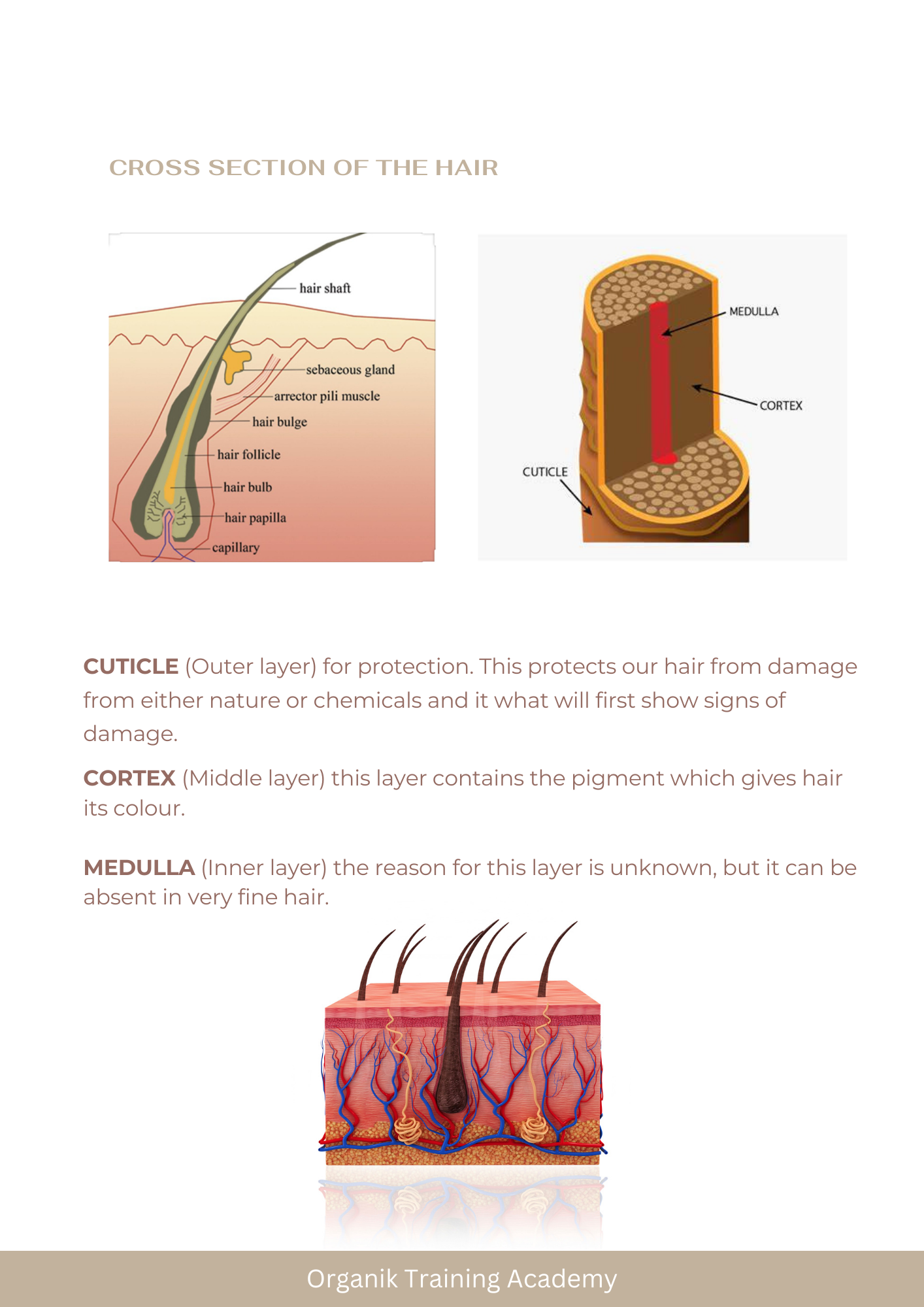 Face & Body Waxing Course