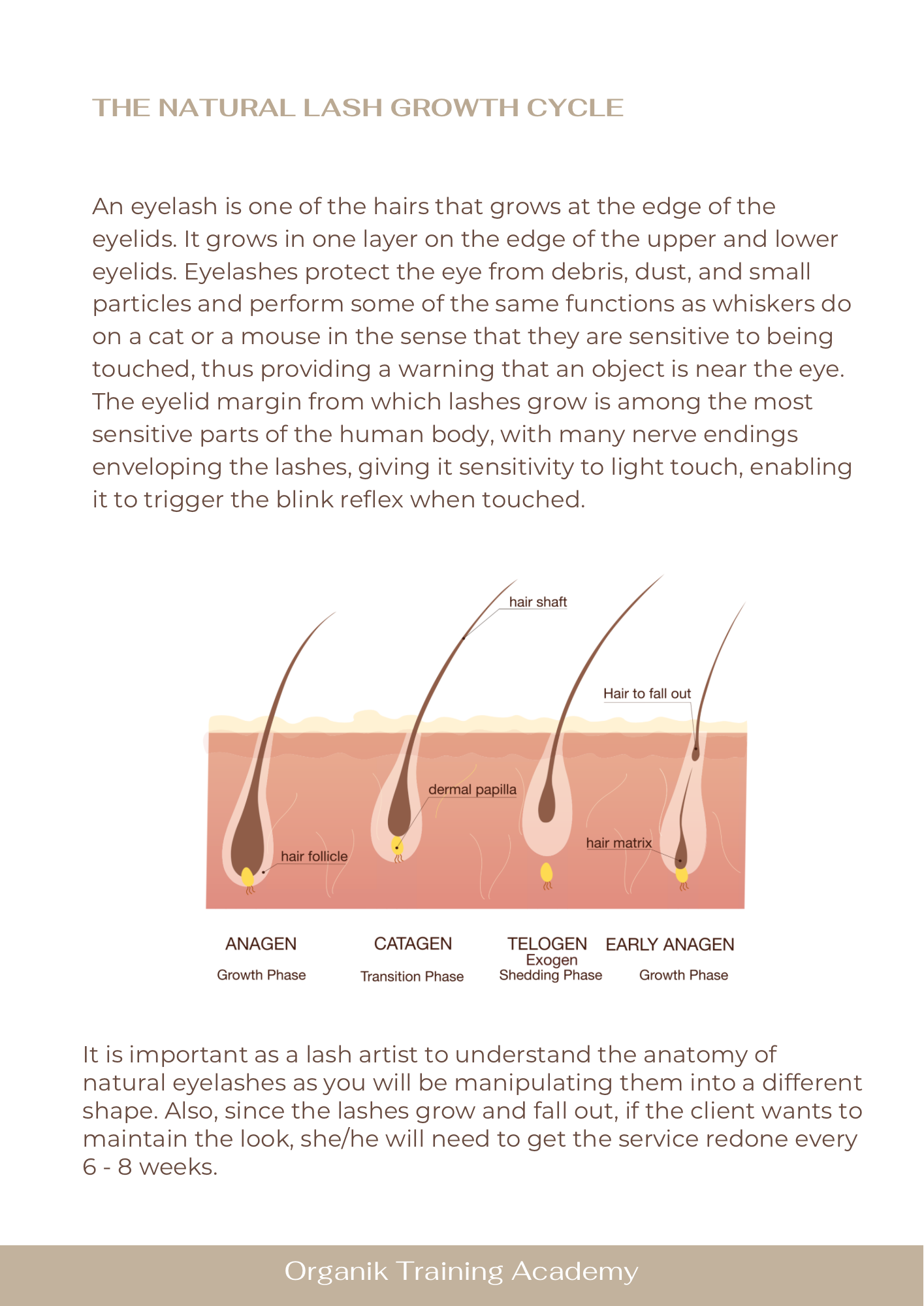 Lash Lift & Tint Course