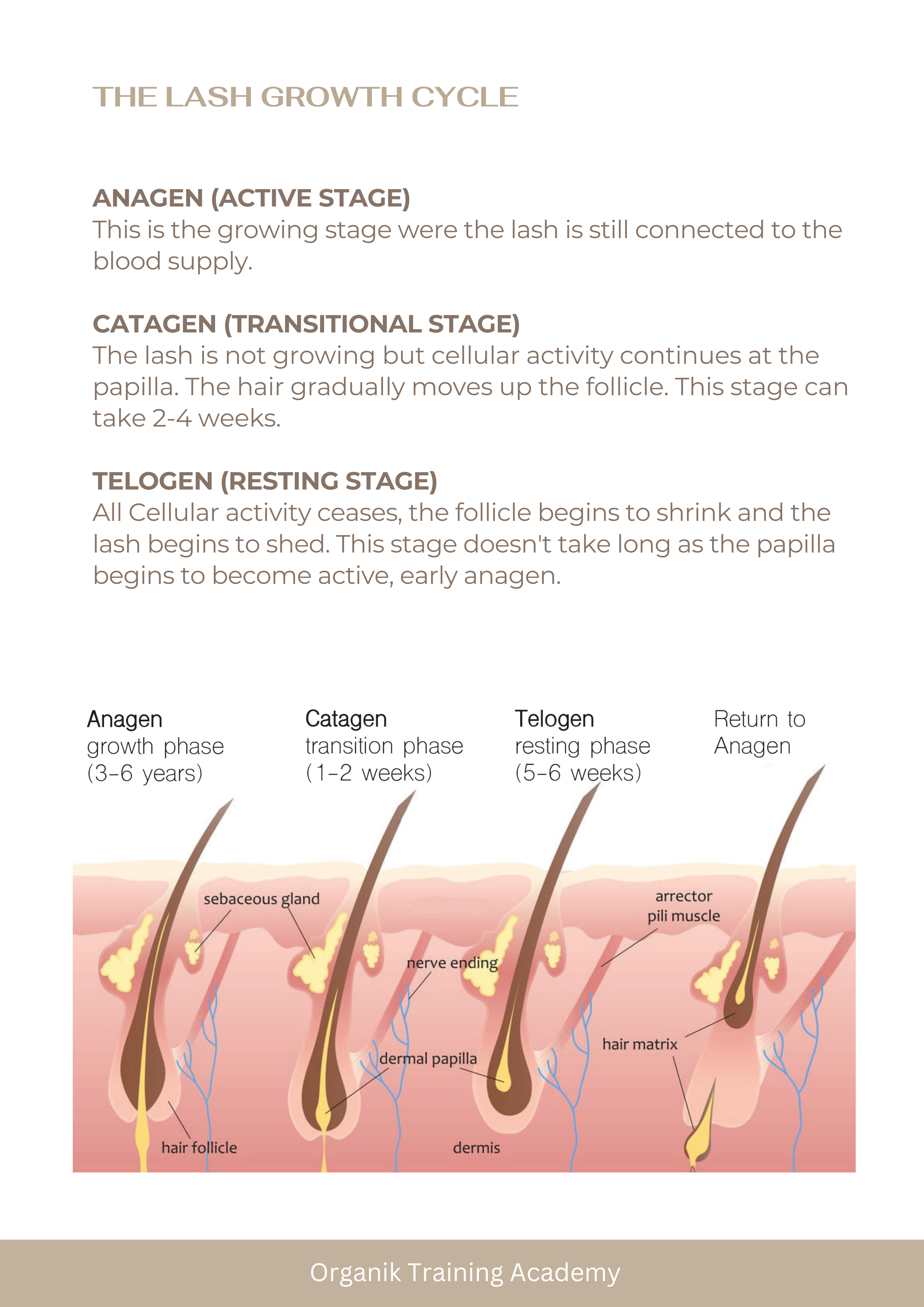 Eyelash Extension Training Manual